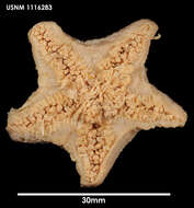 Image of Pteraster rugatus Sladen 1882