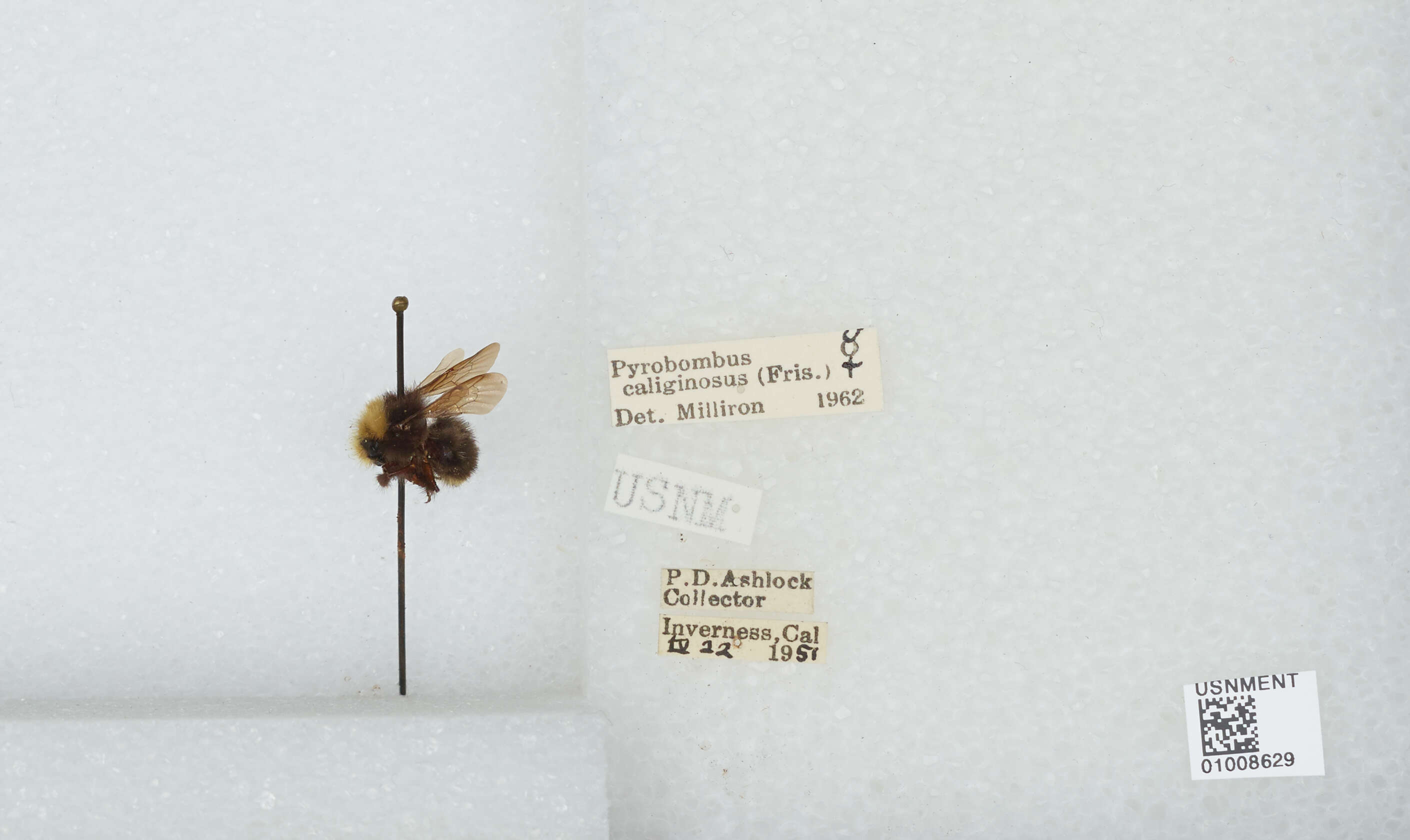 Image of Bombus campestris (Panzer 1801)