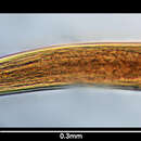 صورة Leptosomatum clavatum Platonova 1958