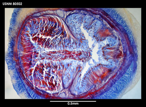 Image of Antarctolineus scotti (Baylis 1915)