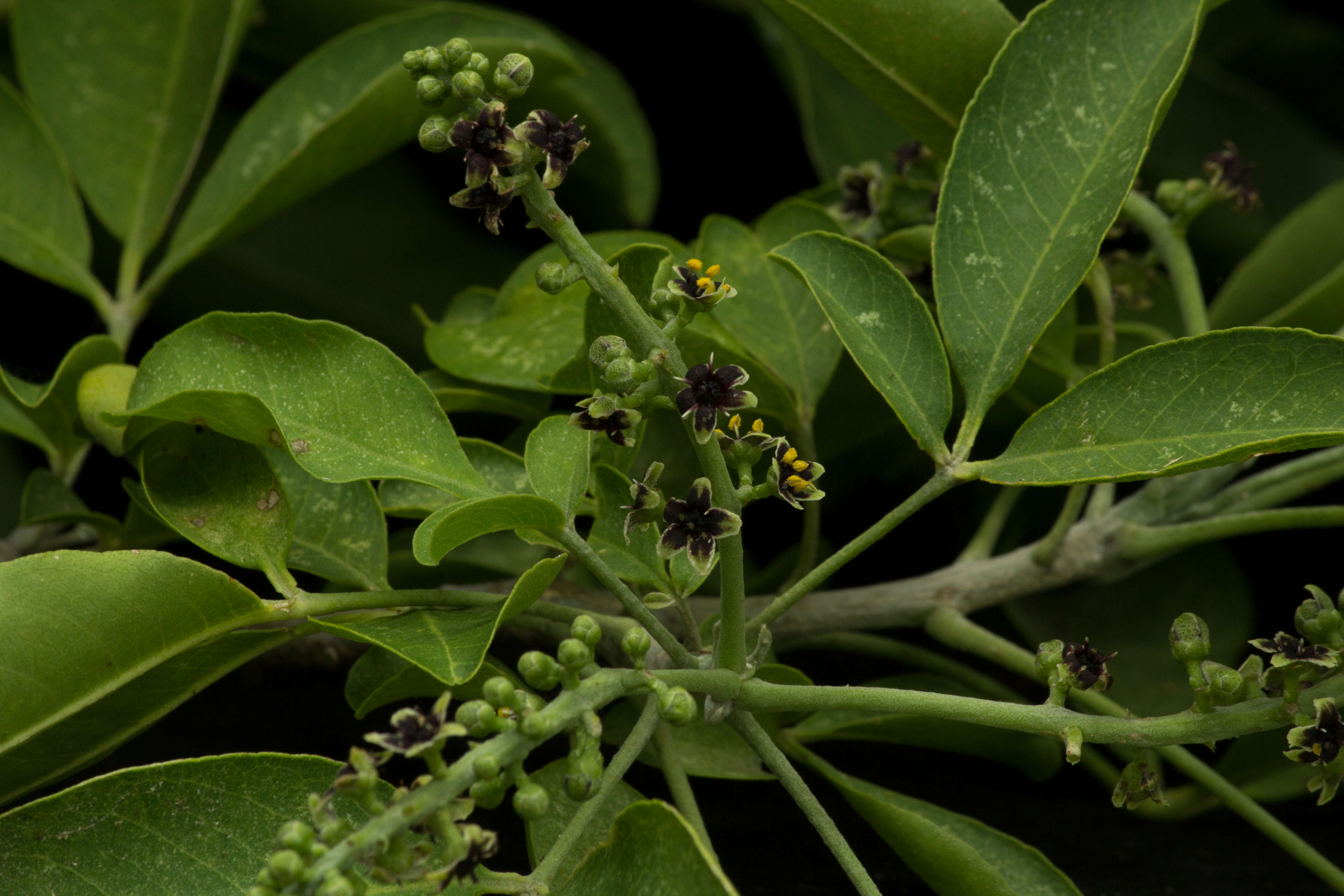 Image of Esenbeckia berlandieri subsp. litoralis (Donnell-Smith) Kaastra