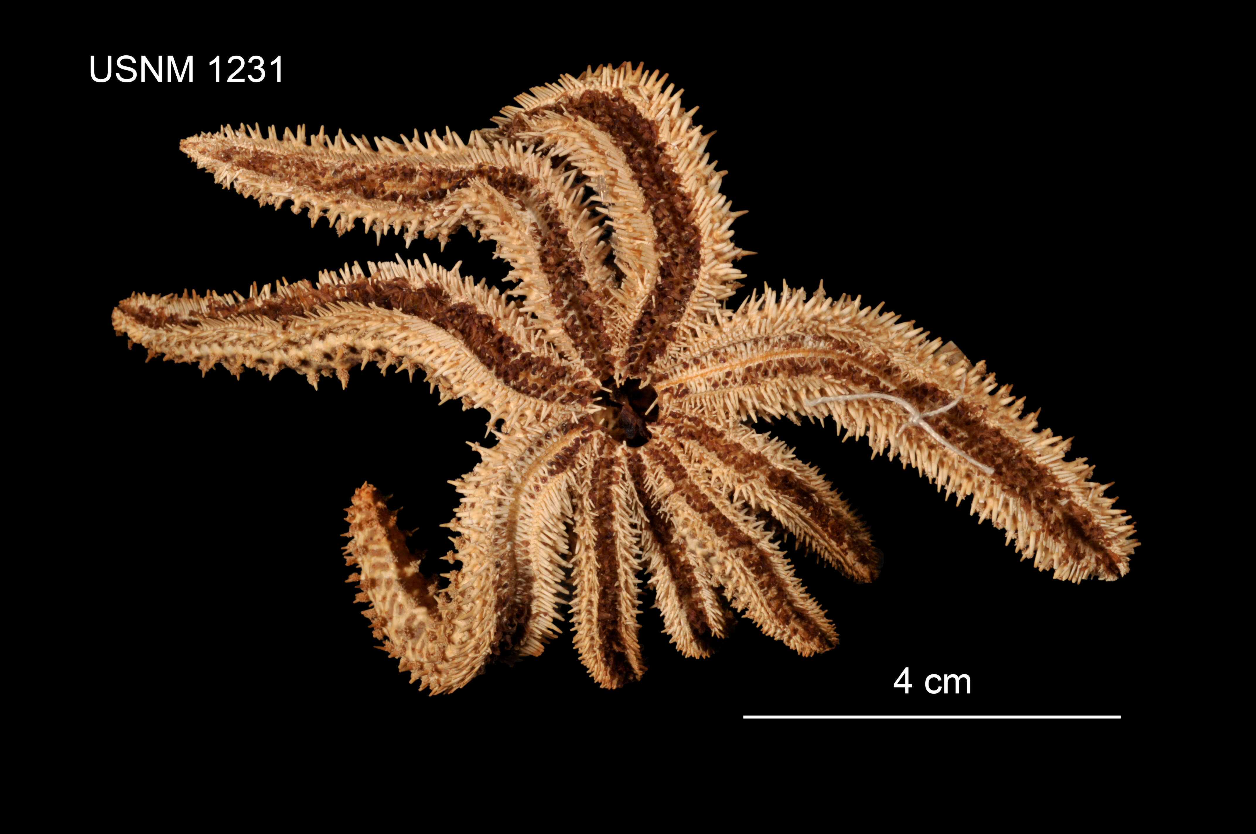 Image de Coscinasterias acutispina (Stimpson 1862)