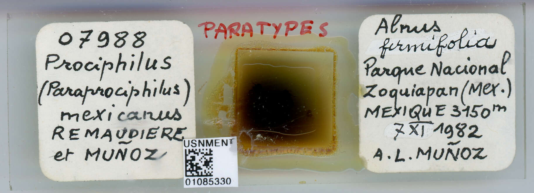 صورة Prociphilus (Paraprociphilus) mexicanus Remaudière, G. & Muñoz Viveros 1985