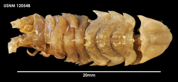 Image of Vanhoeffenura eltaniae (George & Menzies 1968)