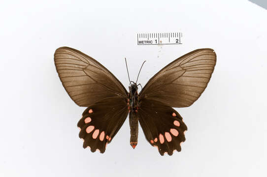 Sivun Parides panthonus (Cramer (1780)) kuva