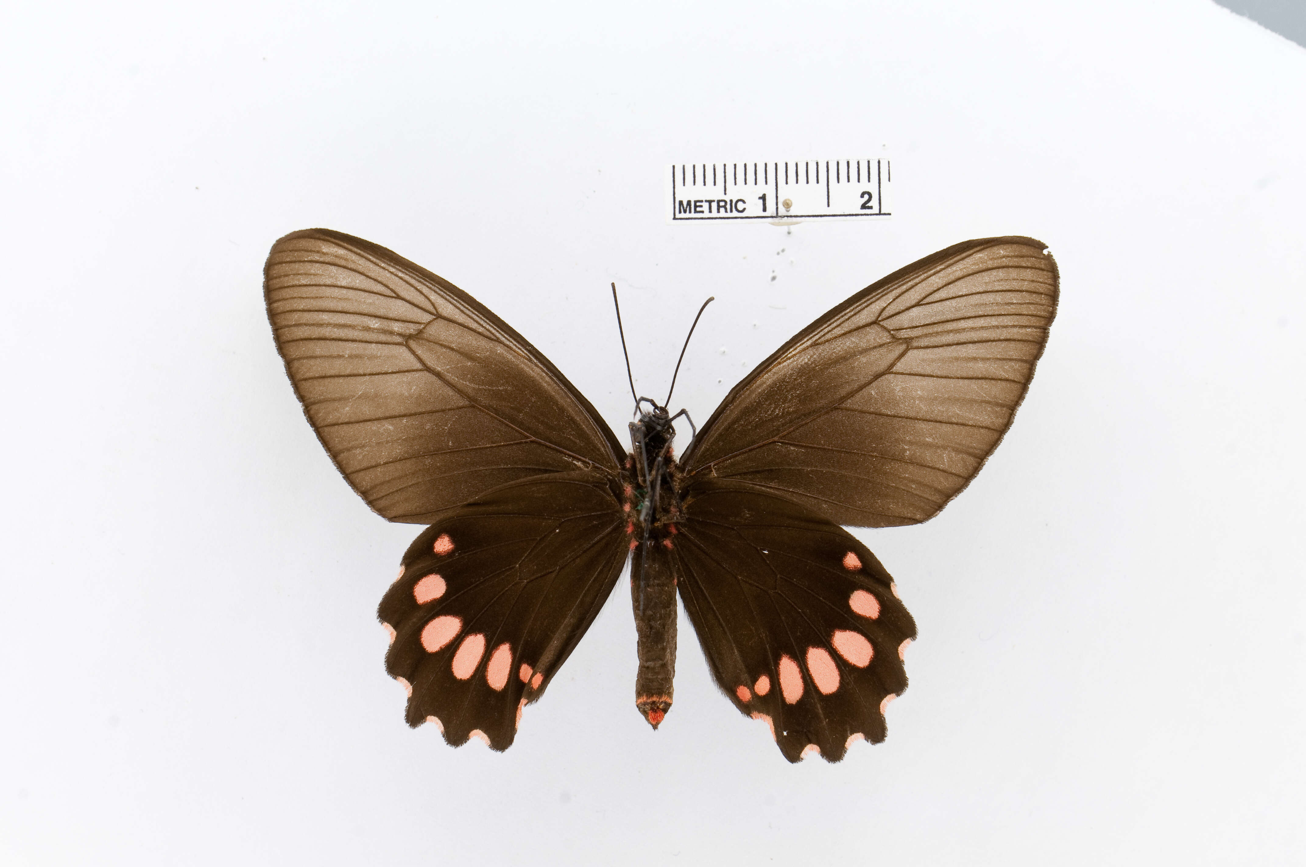 Sivun Parides panthonus (Cramer (1780)) kuva