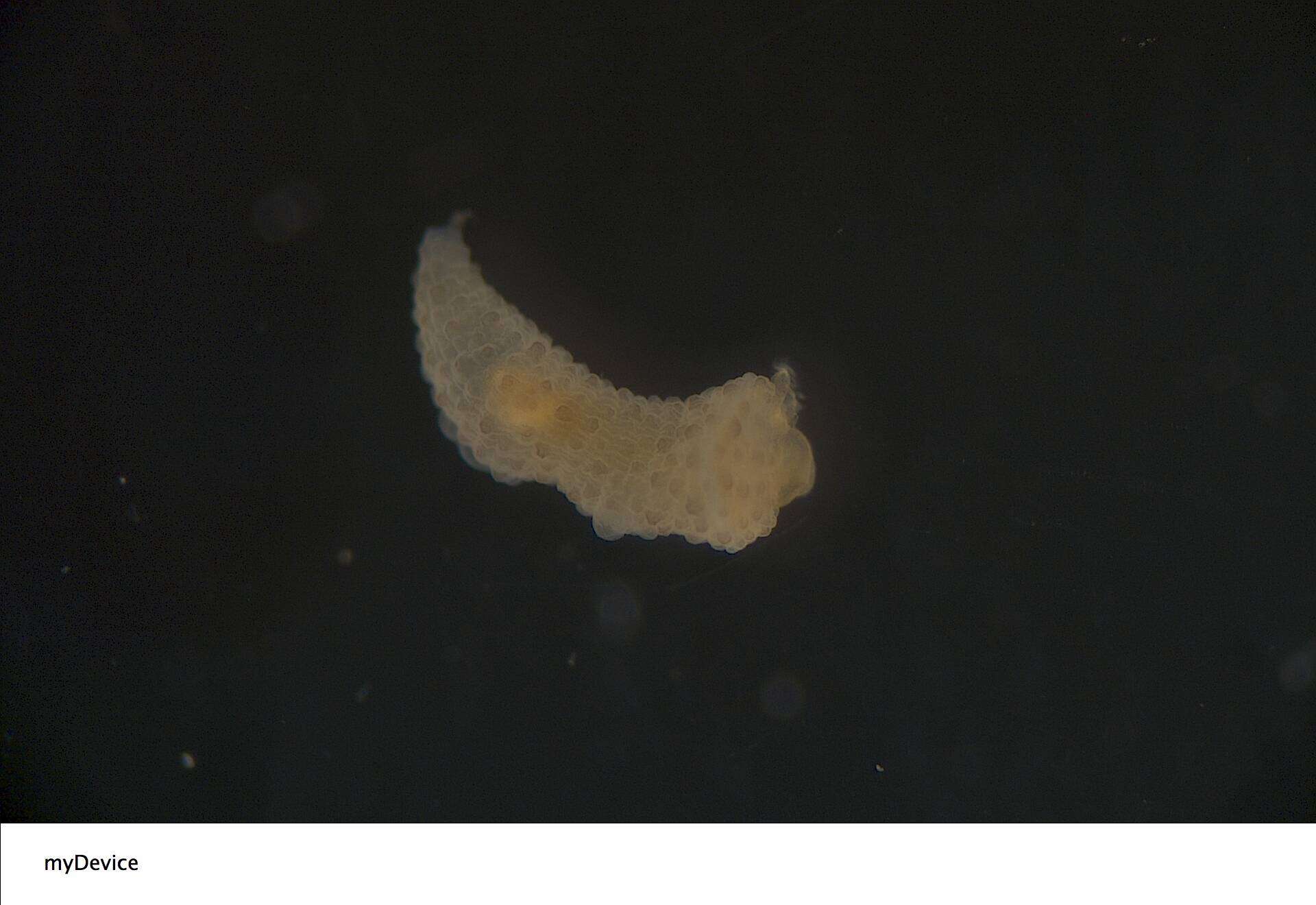 Image of Siphonosoma vastum (Selenka & Bülow 1883)