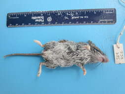 Image of White-footed Deermouse