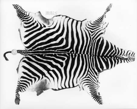 Image of Grant's zebra