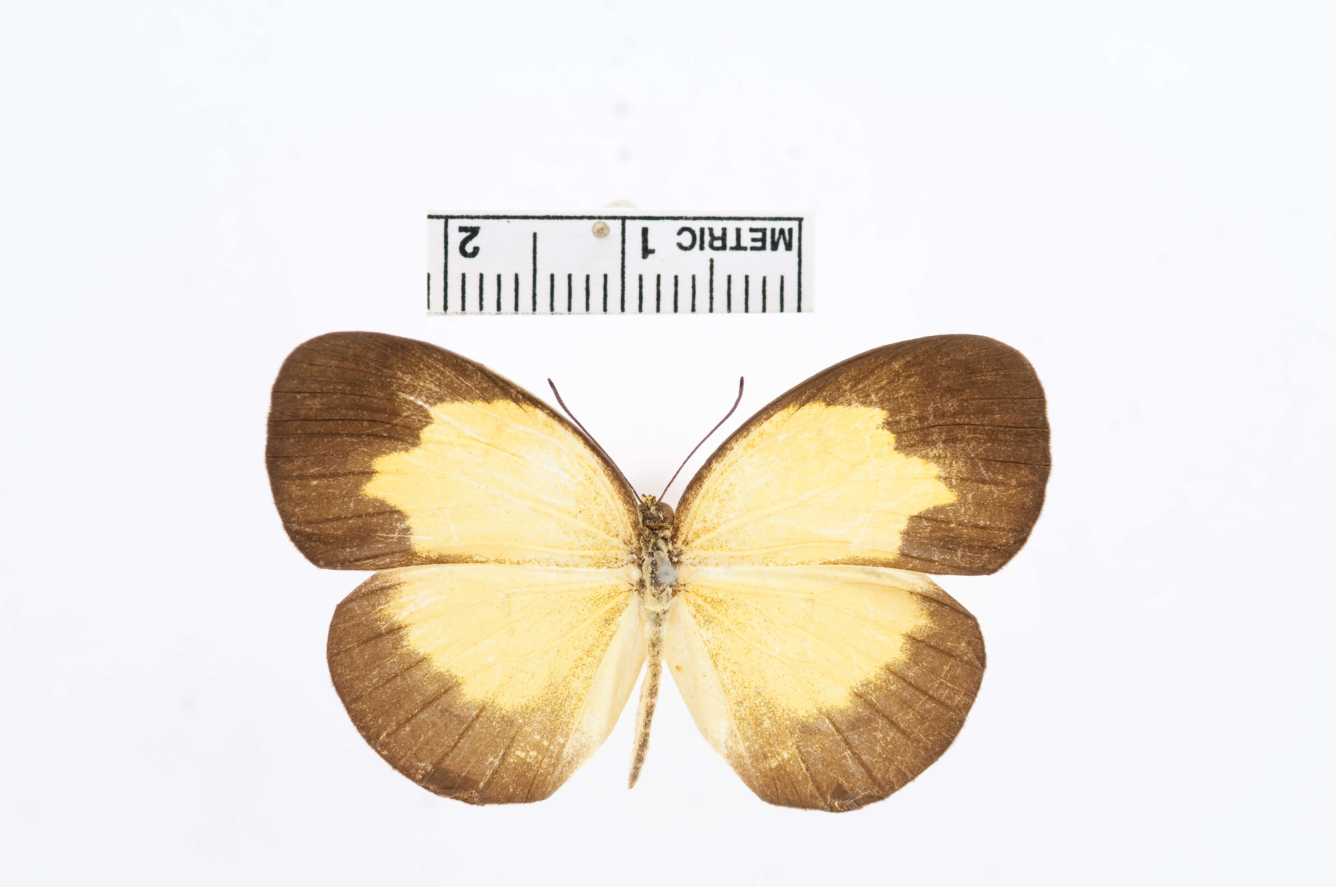 Image of Eurema sarilata (Semper 1891)