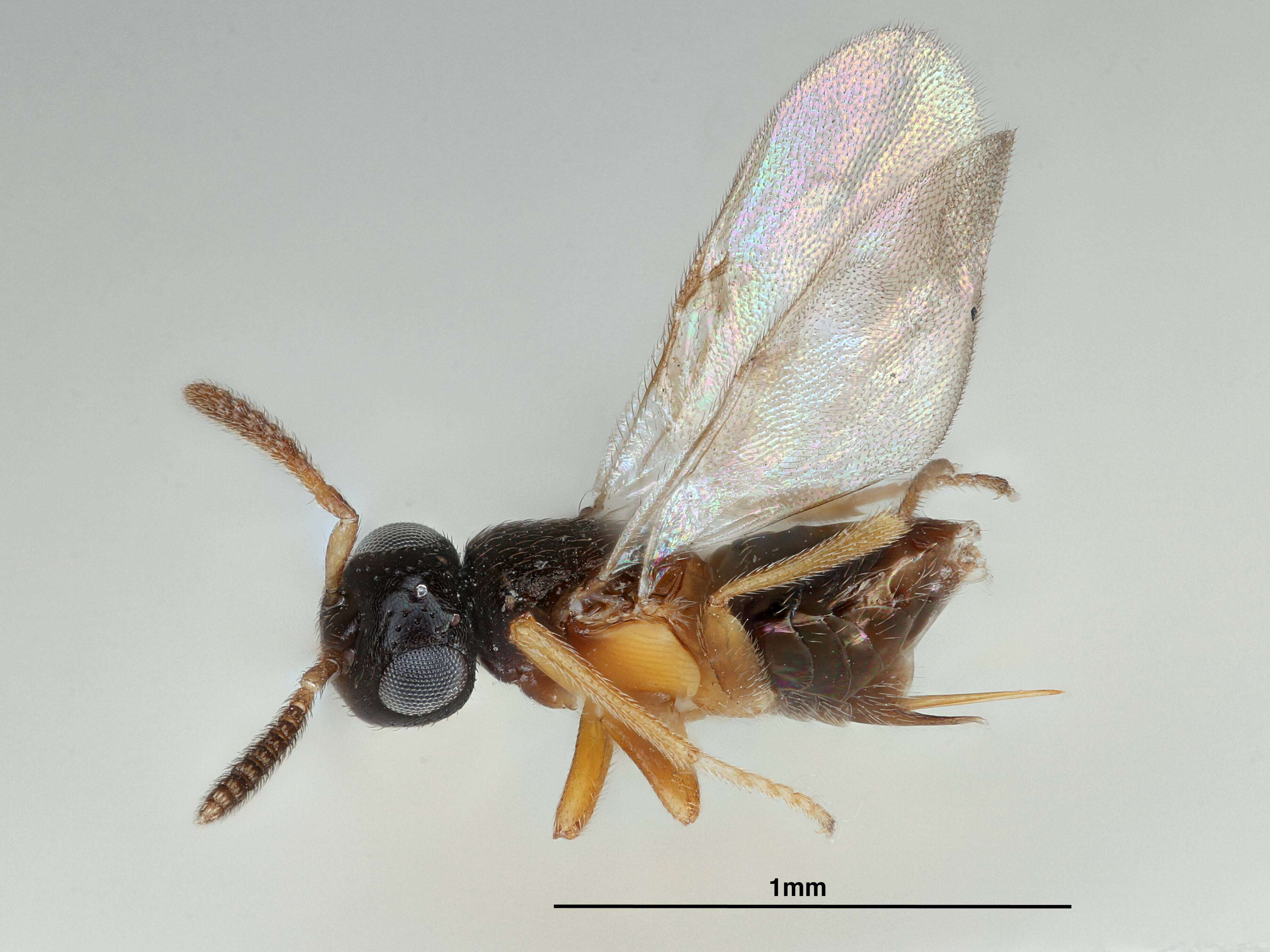 Image of Centencyrtus anser Noyes & Woolley 1994