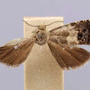 Image of Laspeyresia leucobasis Busck