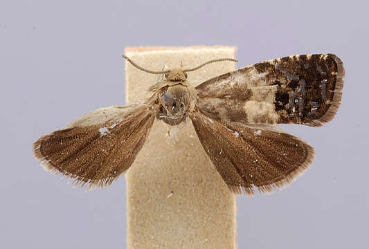 Image of Laspeyresia leucobasis Busck