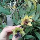 صورة Dendrobium convolutum Rolfe