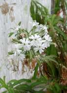 Image of cliffface catchfly