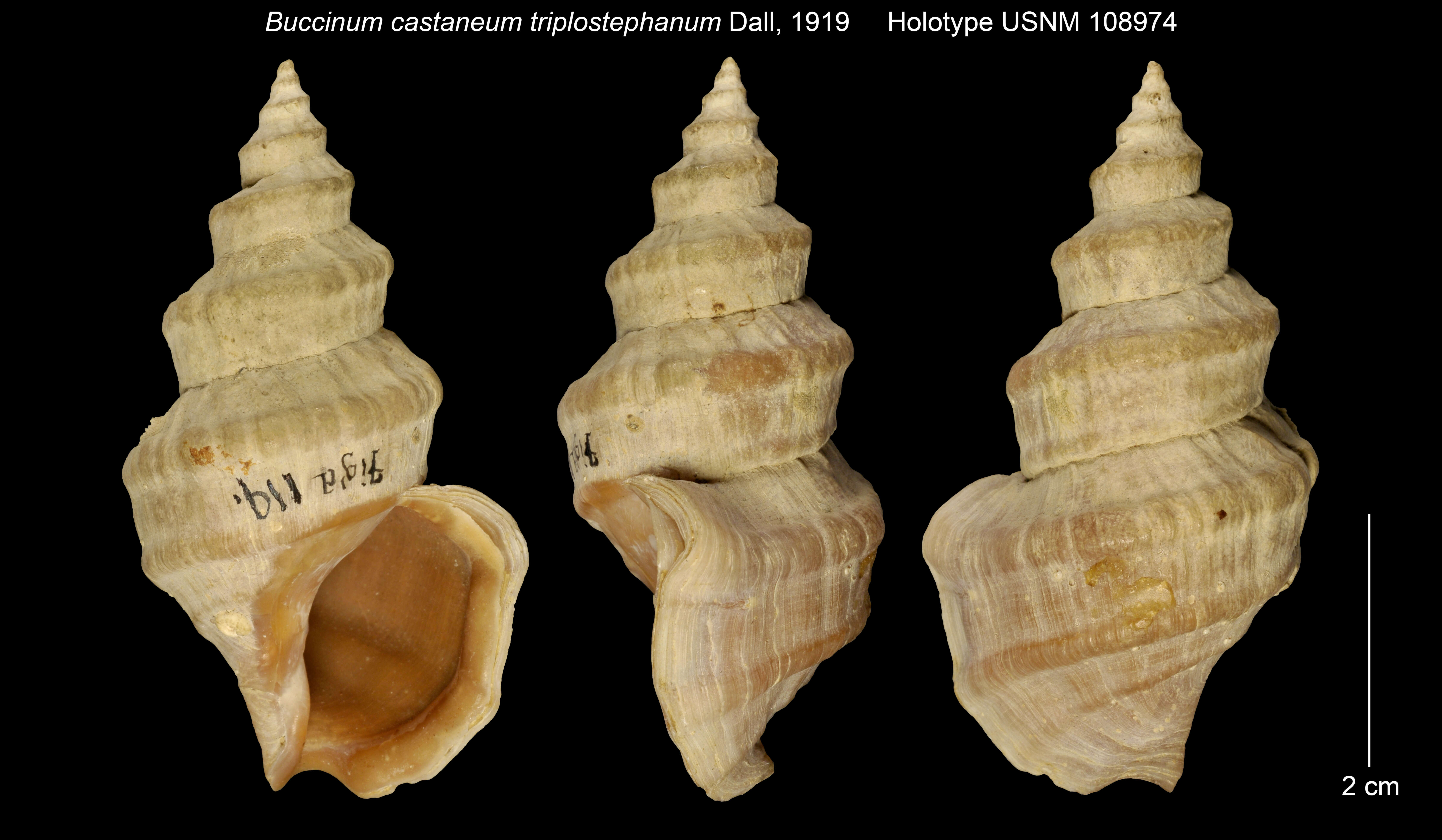 Image of Buccinum castaneum triplostephanum Dall