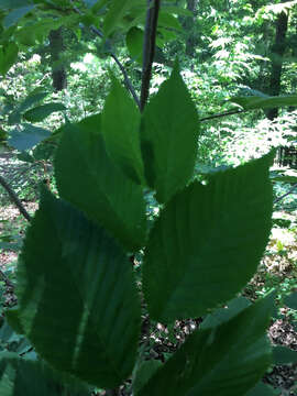 Image of eastern hophornbeam