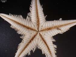 Image of Astropecten marginatus Gray 1840