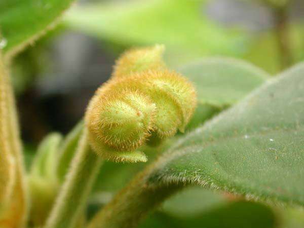 Image of Cyrtandra tahuatensis Fosberg & Sachet