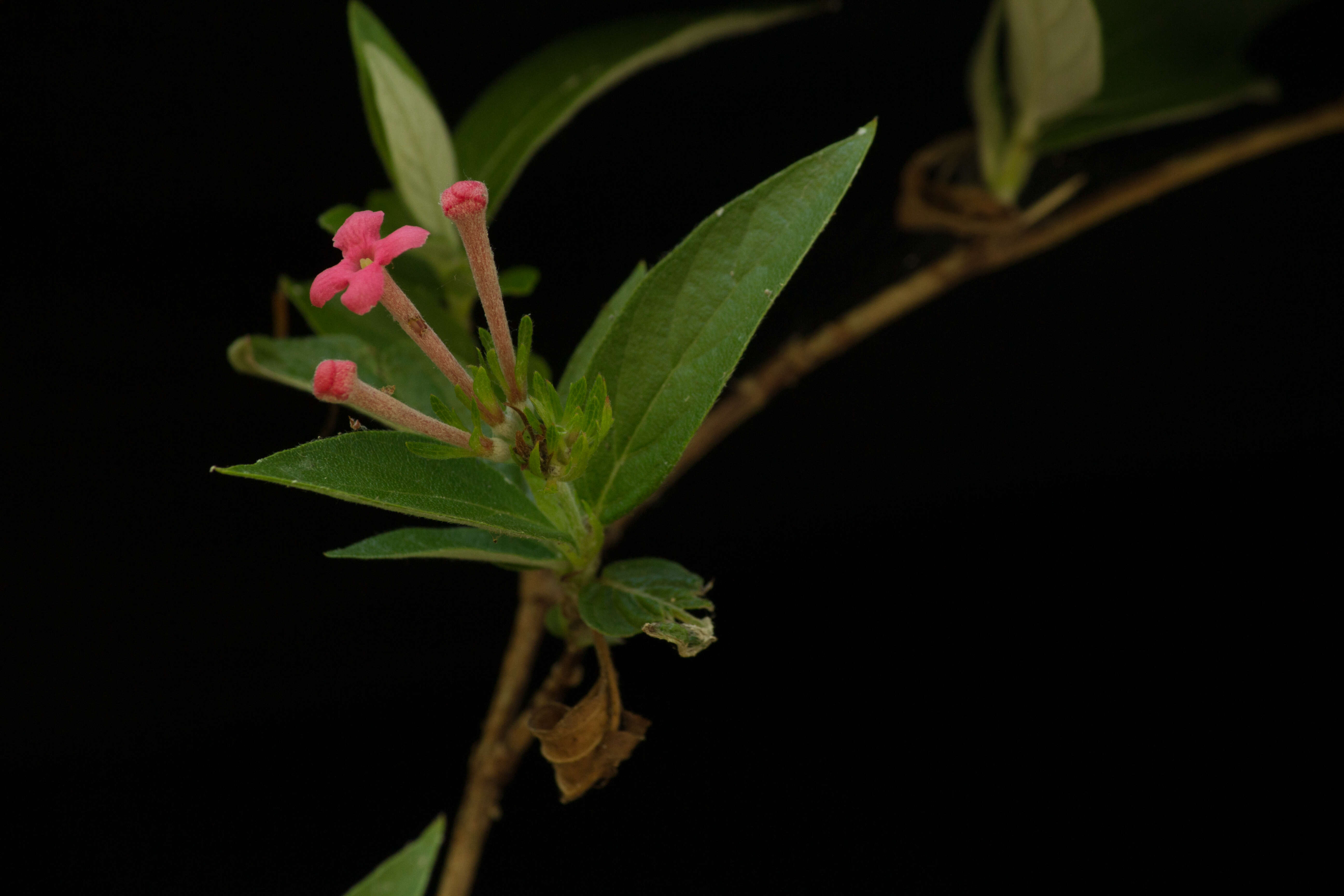 Image of Arachnothryx leucophylla (Kunth) Planch.