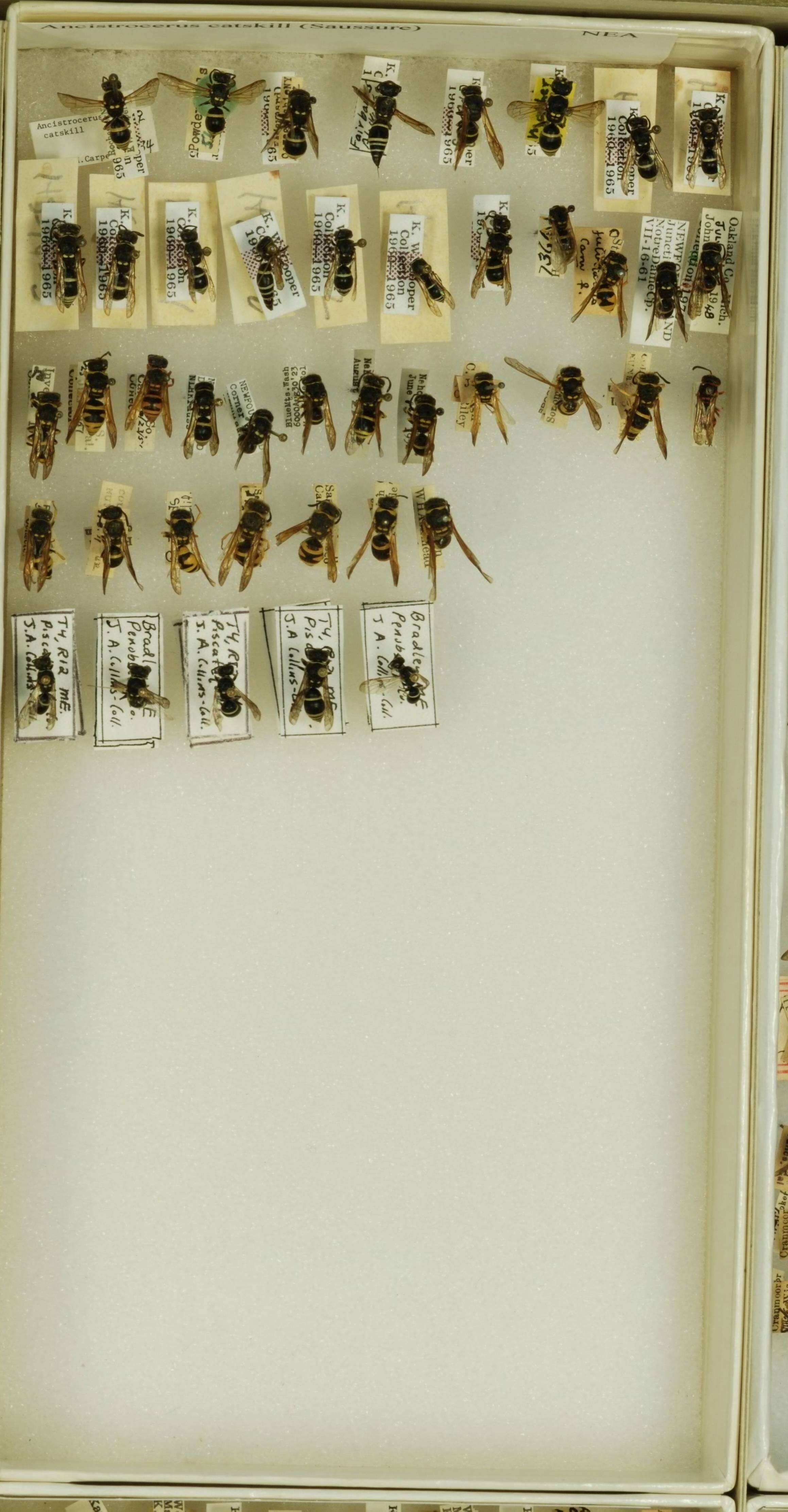 Image of <i>Ancistrocerus <i>catskill</i></i> catskill