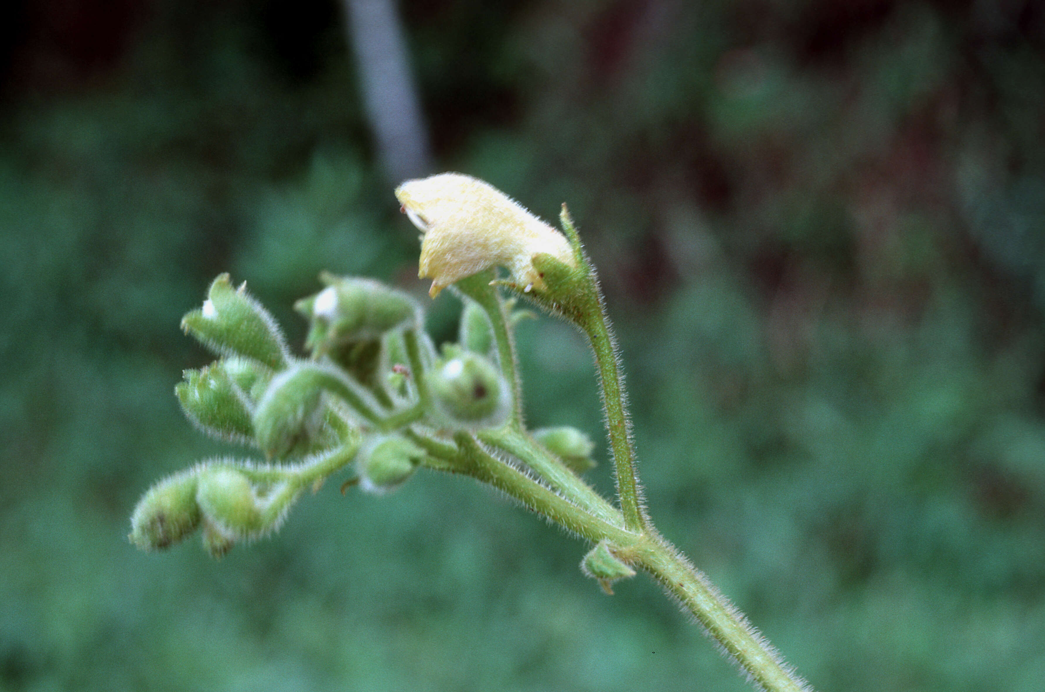 Imagem de Rhytidophyllum auriculatum Hook.