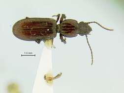 Image of Schizogenius (Schizogenius) planuloides Whitehead 1972