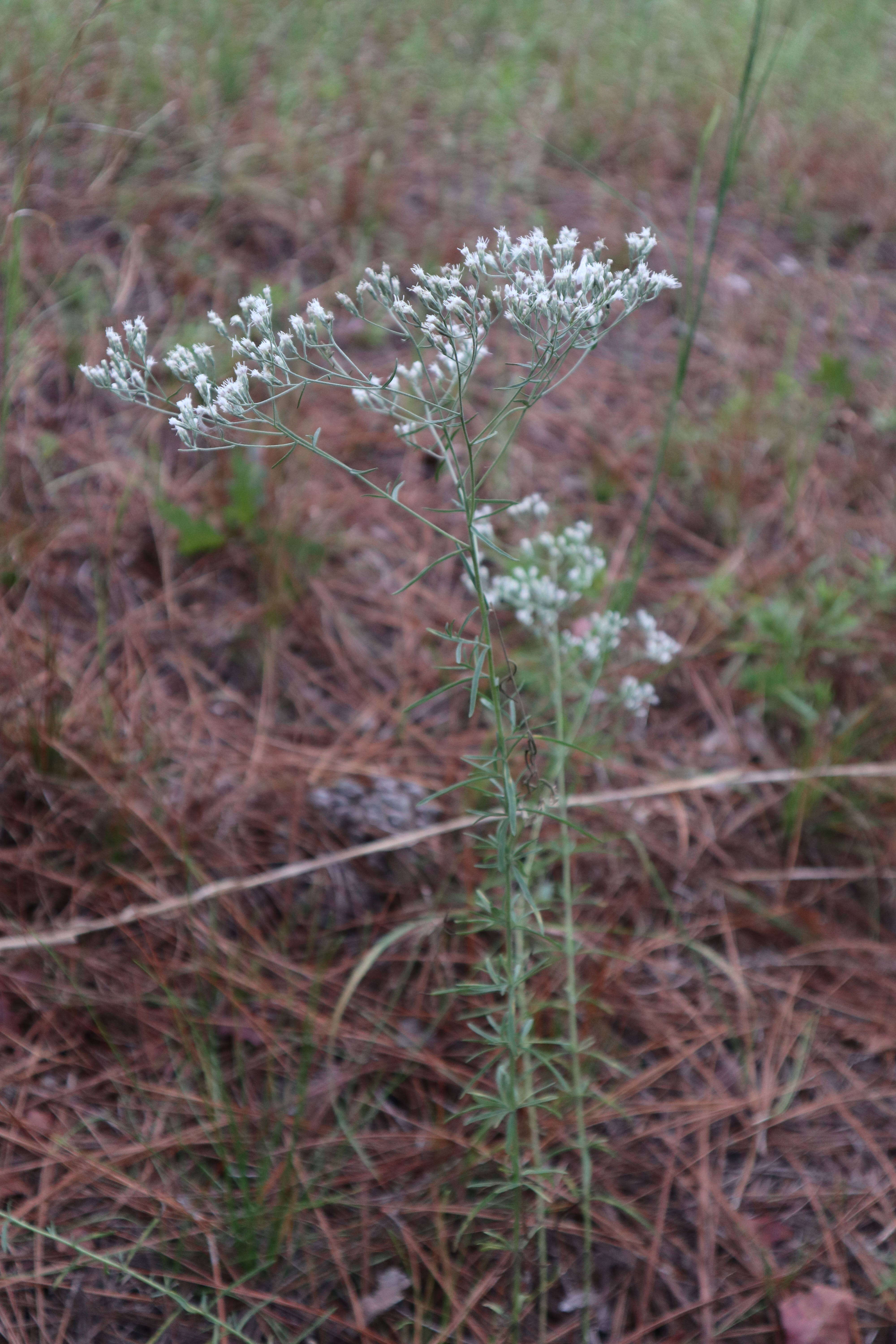 Image of hyssopleaf thoroughwort