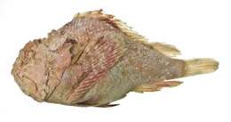 Image of Shortsnout scorpionfish