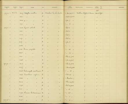 Plancia ëd Lanius ludovicianus migrans Palmer & W 1898