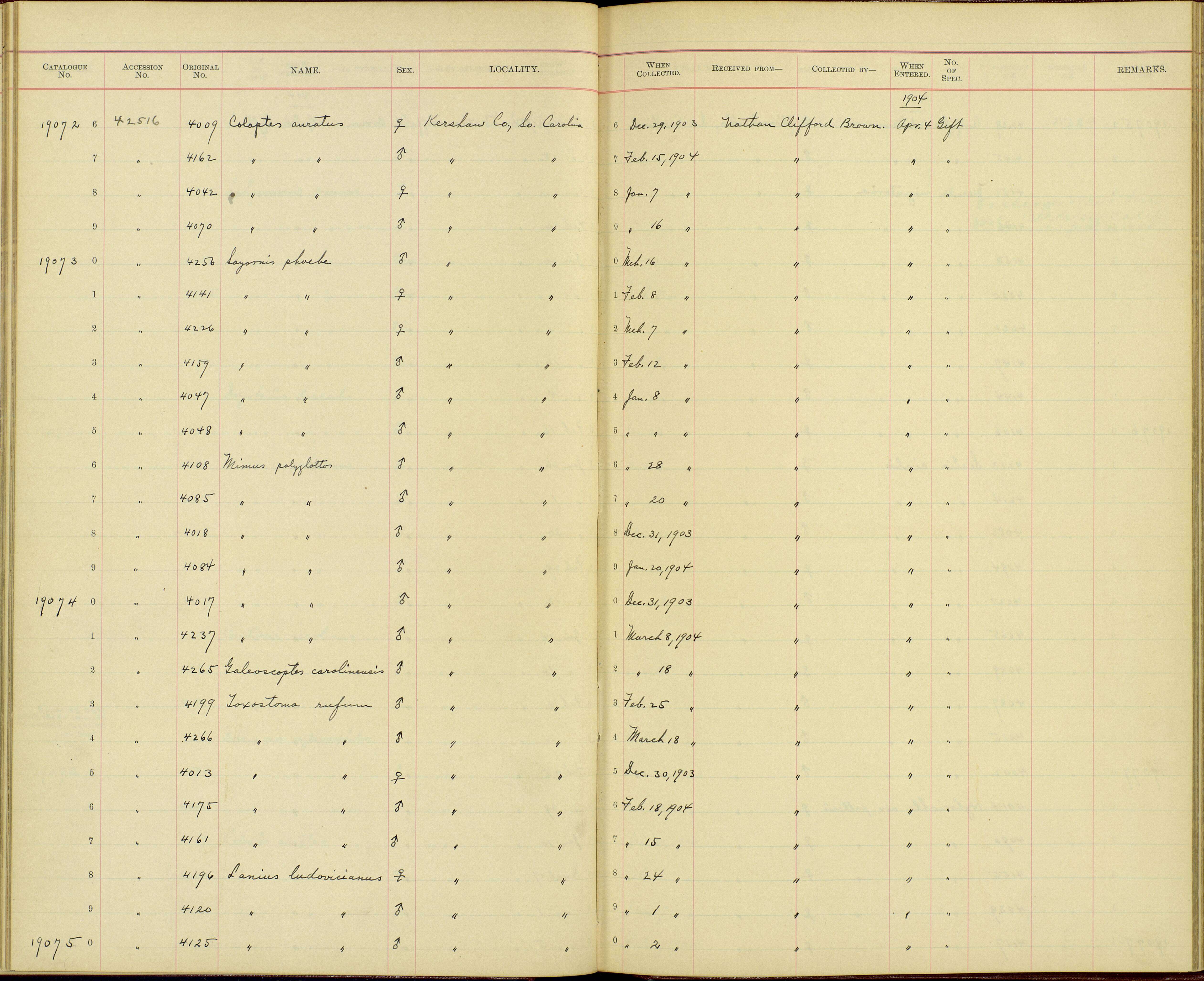 Слика од Lanius ludovicianus migrans Palmer & W 1898