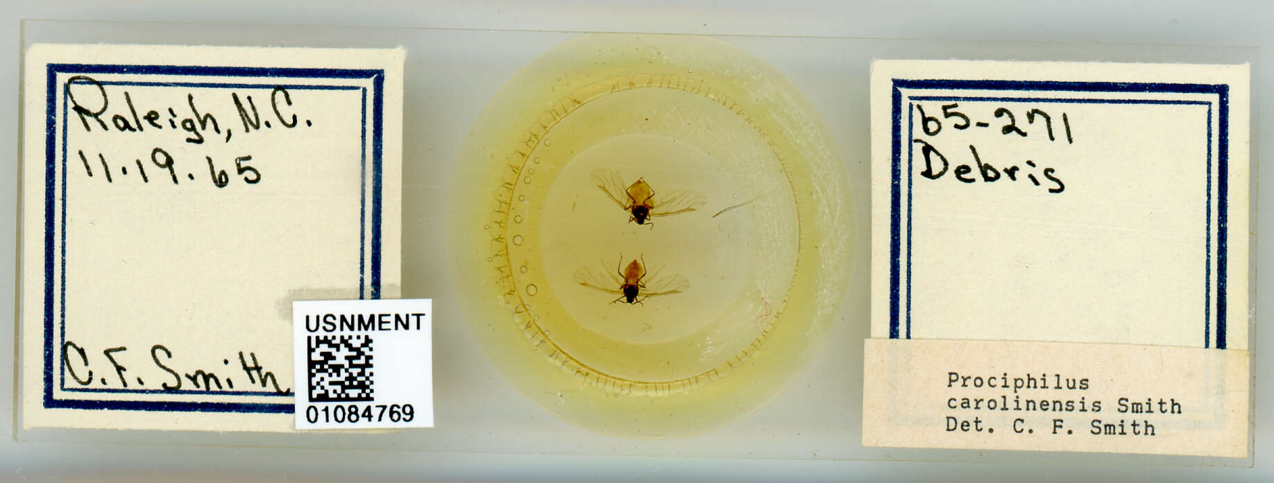 Image of Prociphilus (Prociphilus) carolinensis Smith & C. F. 1969