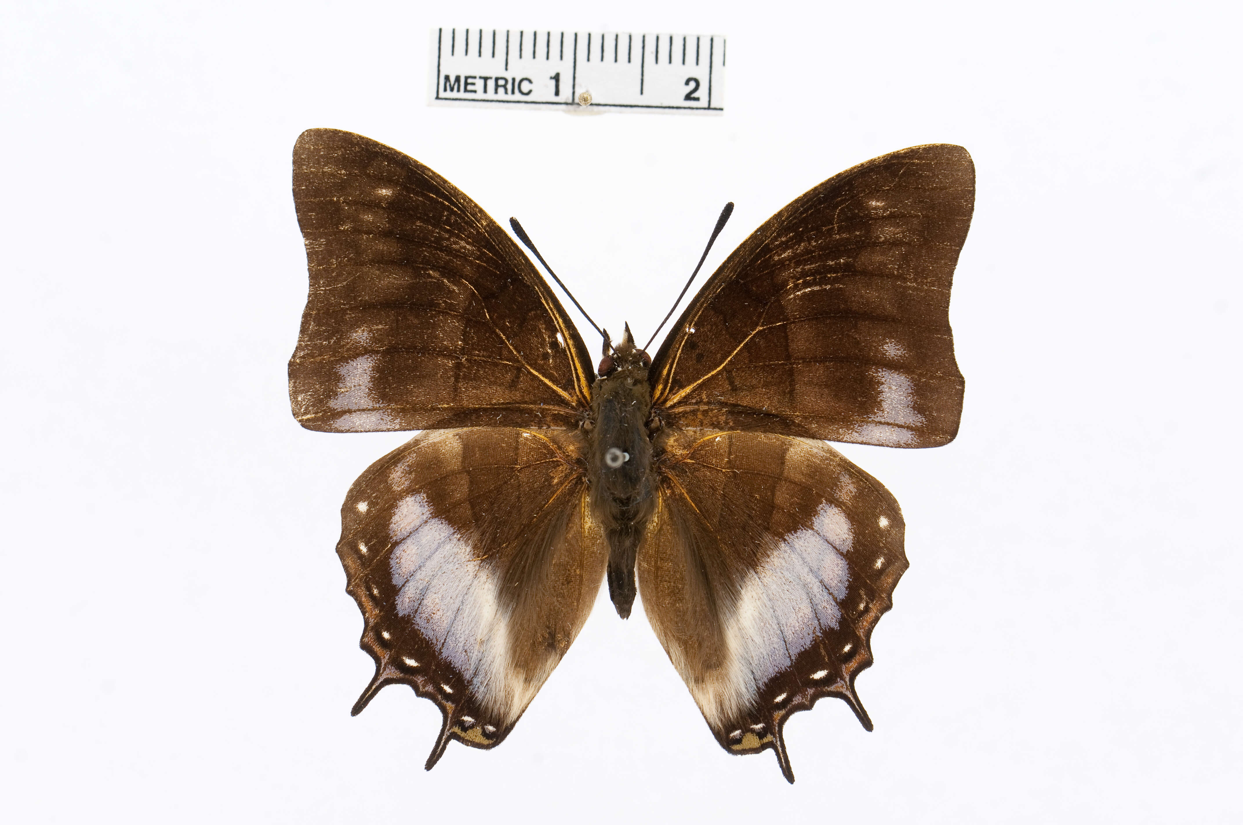 Imagem de Charaxes baumanni Rogenhofer 1891