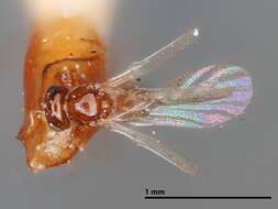 Sivun Allotria brassicae Ashmead kuva