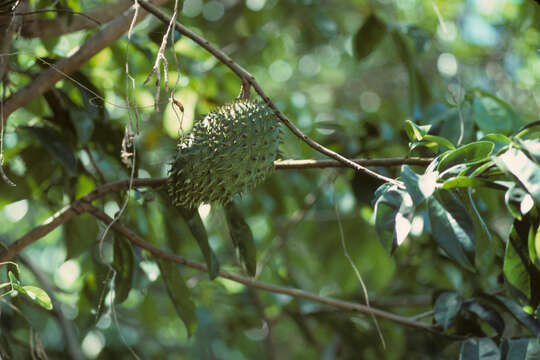 Image of soursop