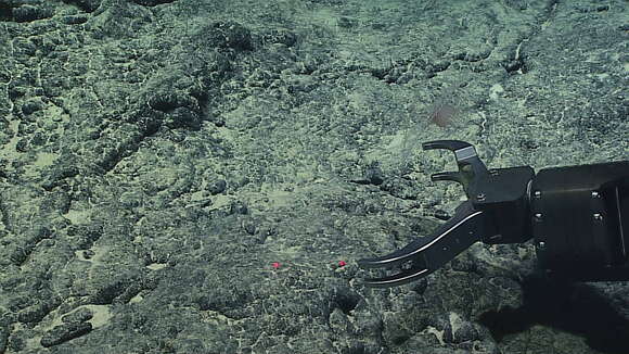 Image of Calyptrophora distolos Cairns 2018