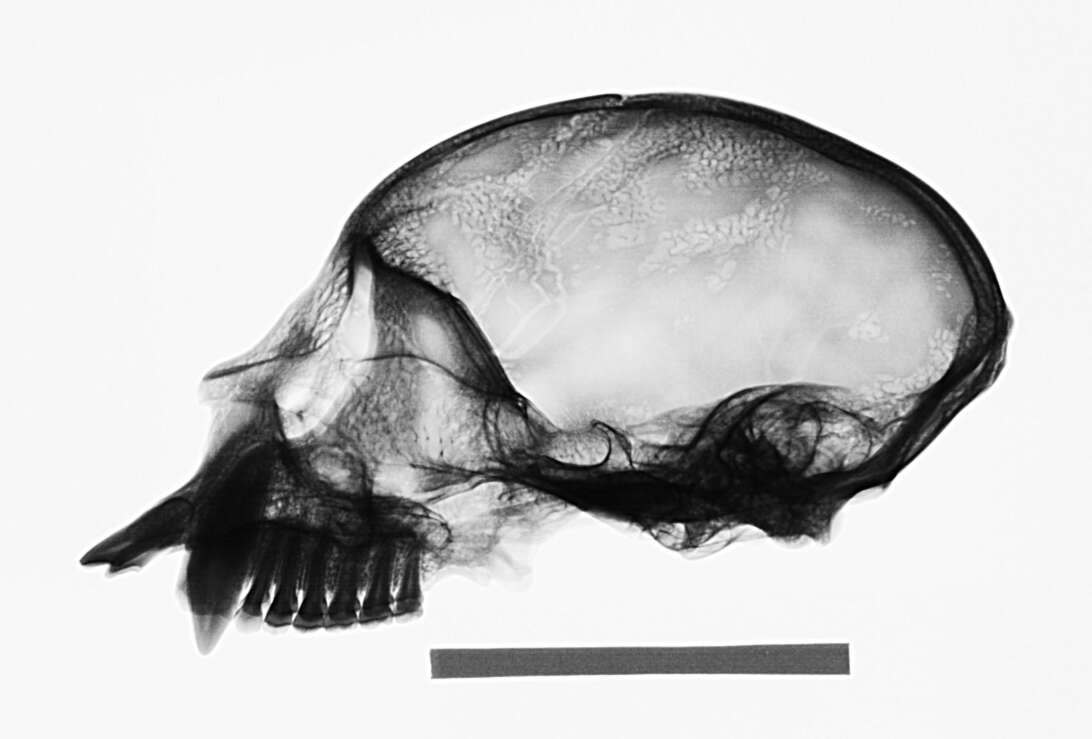 Слика од Chiropotes sagulatus (Traill 1821)