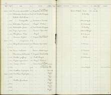 صورة Certhia familiaris macrodactyla Brehm & CL 1831