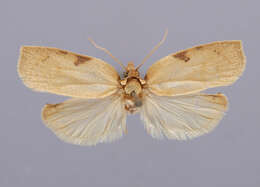 Image of Moth