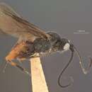 Image of Crassomicrodus nigrithorax Muesebeck 1927