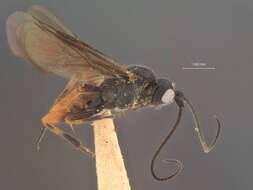 Image of Crassomicrodus nigrithorax Muesebeck 1927