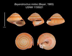 Image de Bayerotrochus midas (Bayer 1965)