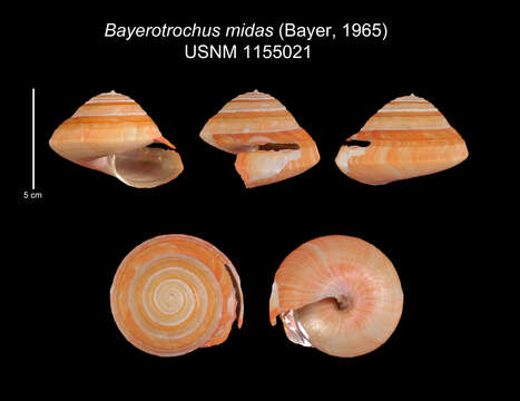 Image of Bayerotrochus midas (Bayer 1965)