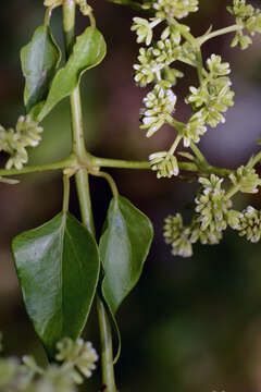 Image de Mikania glomerata Spreng.