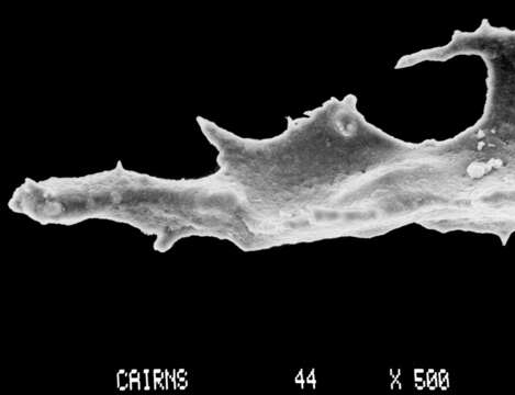 Image of Sporadopora dichotoma (Moseley 1876)