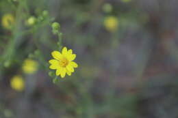 Image of pineland silkgrass