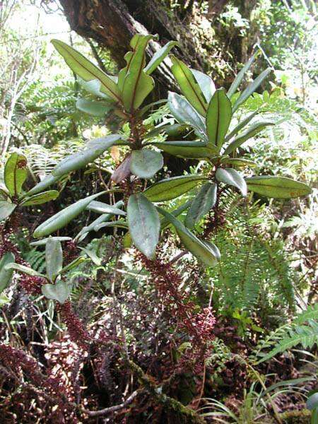 Image of Mt. Kahili Colicwood