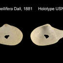 Image of Myonera lamellifera (Dall 1881)