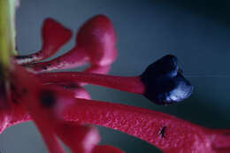 Image of Heliconia richardiana Miq.