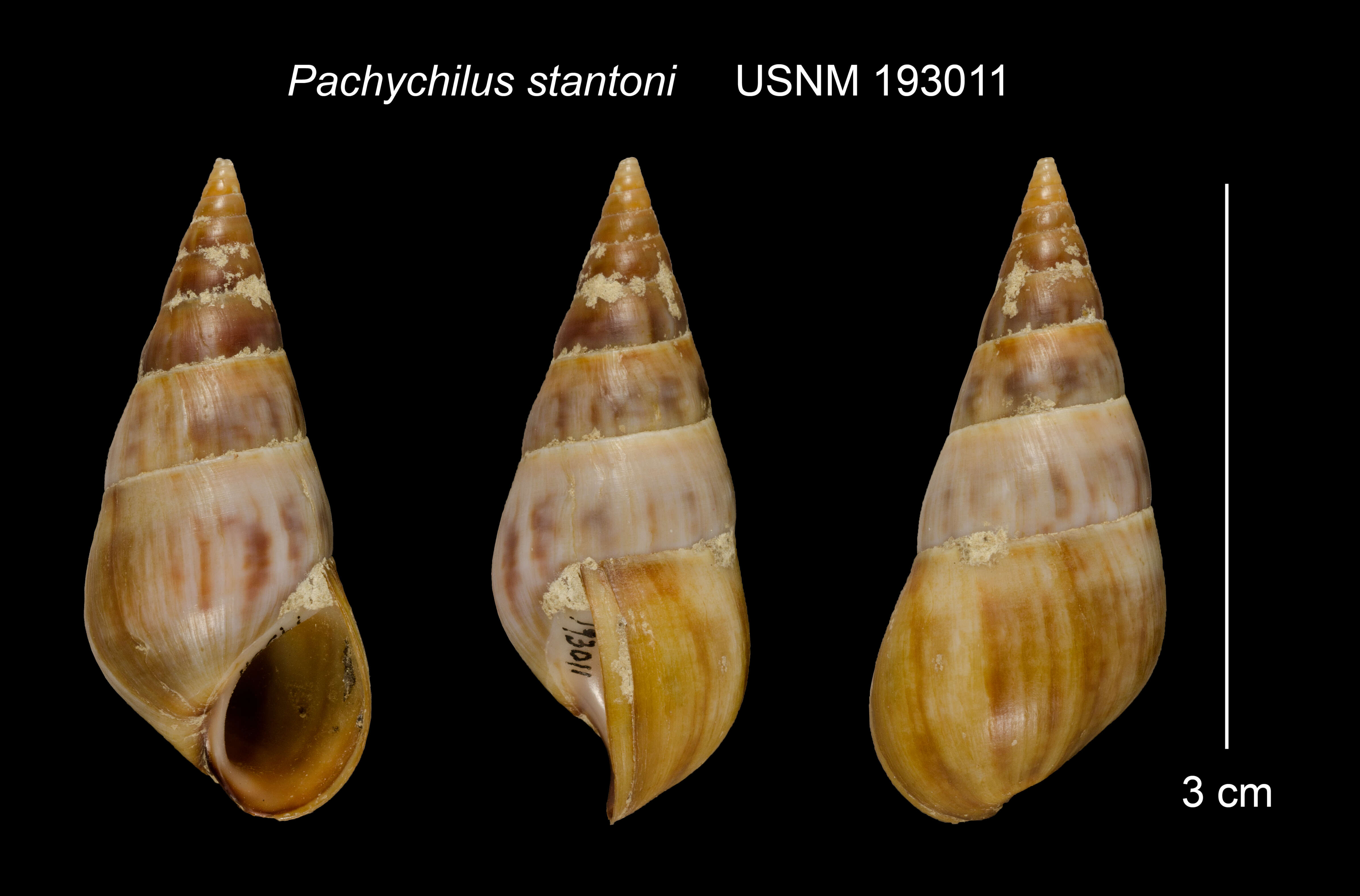 Image of Pachychilus I. Lea & H. C. Lea 1851